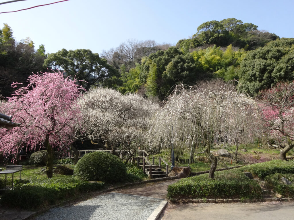 熱海花めぐり2025フォトコンテスト：11/15-3/15