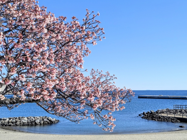 あたみ桜糸川桜まつり:1/10-2/8
